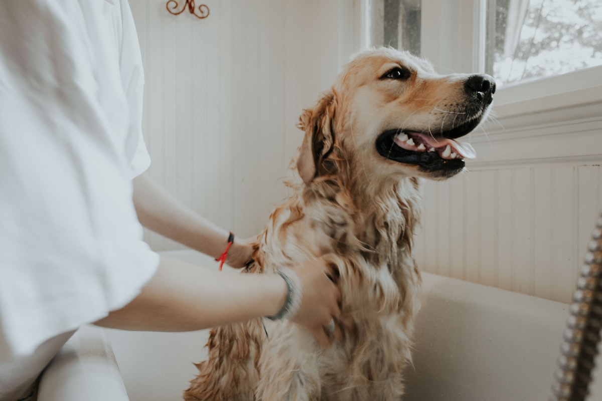 Página web para veterinarias en México